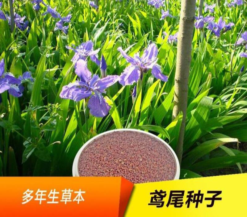 蓝花鸢尾种子兰蓝蝴蝶鸽子花燕尾盆栽中国鸢尾沃美鸢尾花种籽
