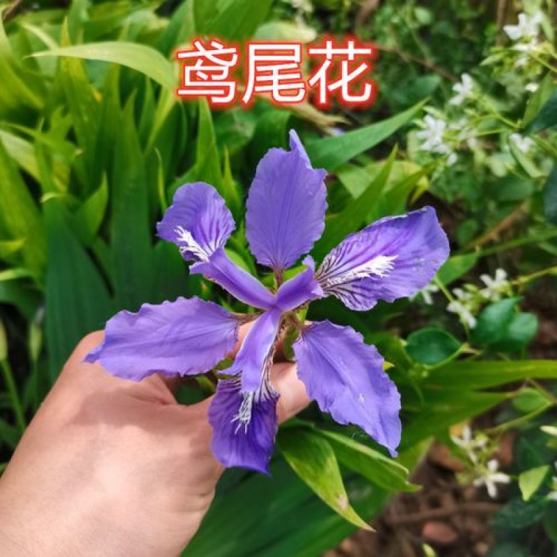 蓝花鸢尾种子兰蓝蝴蝶鸽子花燕尾盆栽中国鸢尾沃美鸢尾花种籽