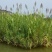 水生植物芦苇种子耐旱易活新采芦苇细叶粗叶庭院园林净化