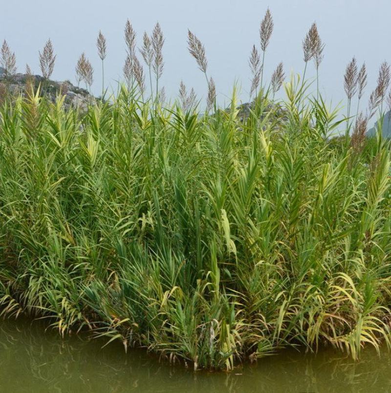 水生植物芦苇种子耐旱易活新采芦苇细叶粗叶庭院园林净化