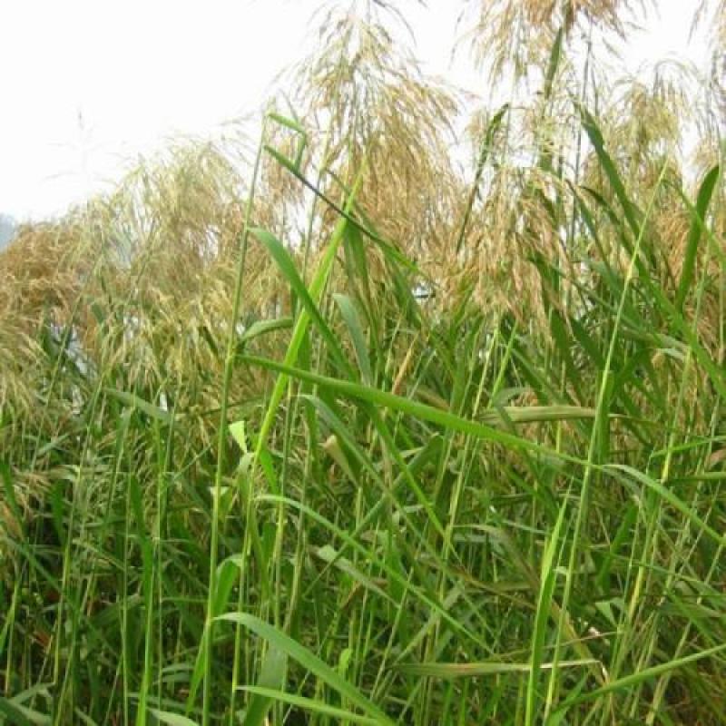 水生植物芦苇种子耐旱易活新采芦苇细叶粗叶庭院园林净化