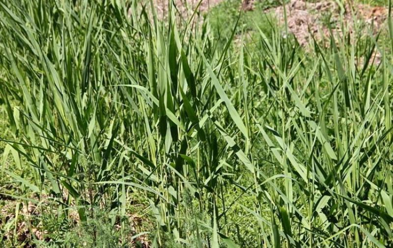 水生植物芦苇种子耐旱易活新采芦苇细叶粗叶庭院园林净化