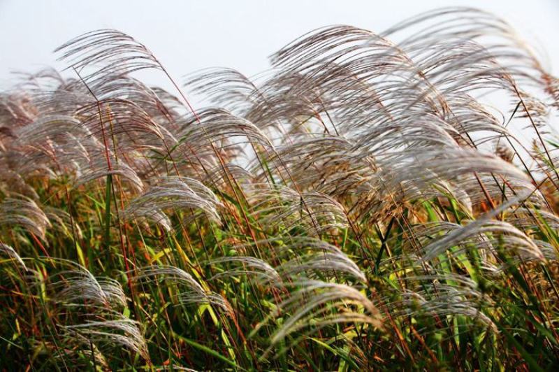 水生植物芦苇种子耐旱易活新采芦苇细叶粗叶庭院园林净化