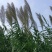 水生植物芦苇种子耐旱易活新采芦苇细叶粗叶庭院园林净化