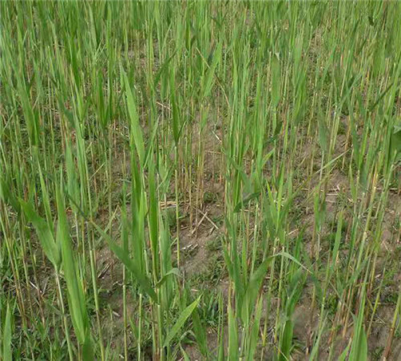 水生植物芦苇种子耐旱易活新采芦苇细叶粗叶庭院园林净化