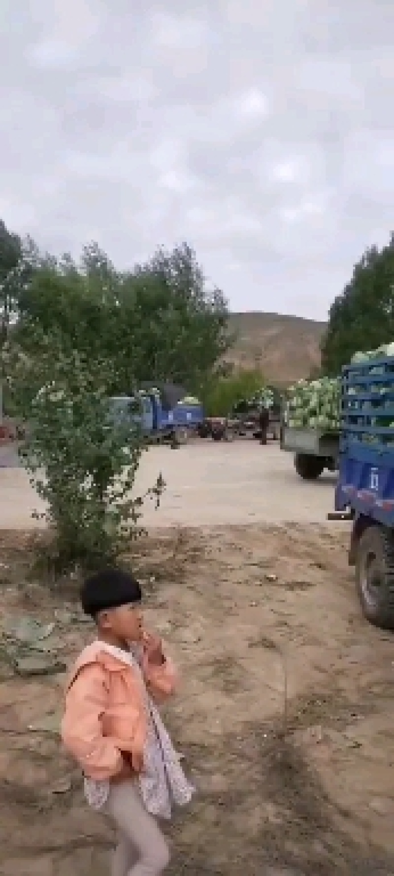 湖北咸宁精品圆包菜，大型基地，现砍现装，做精品