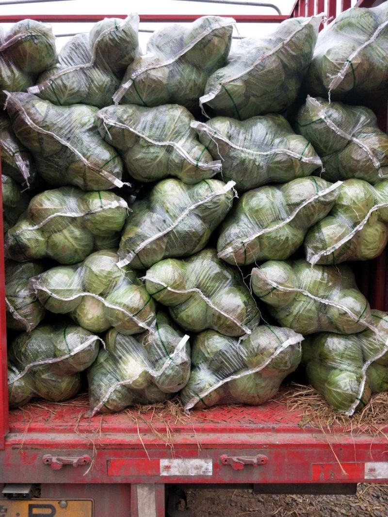 湖北咸宁精品圆包菜，大型基地，现砍现装，做精品