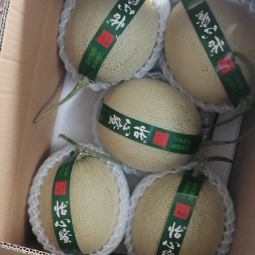 网纹瓜海阳批发