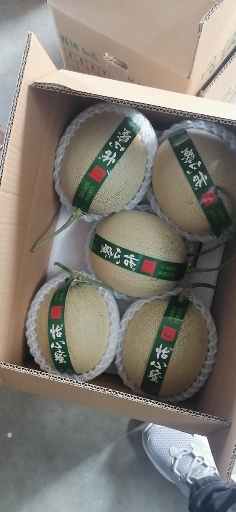 网纹瓜海阳批发