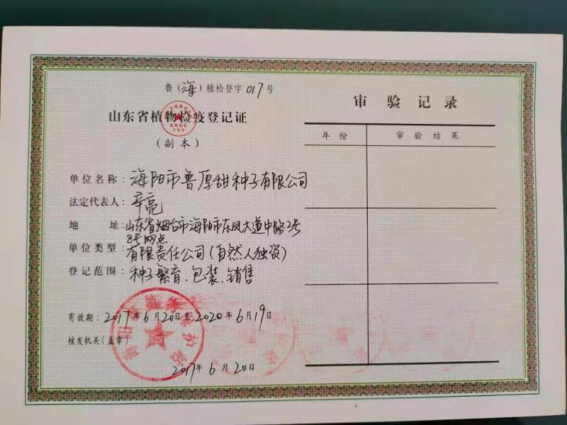 网纹瓜海阳批发