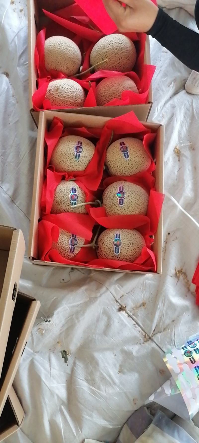 网纹瓜海阳批发