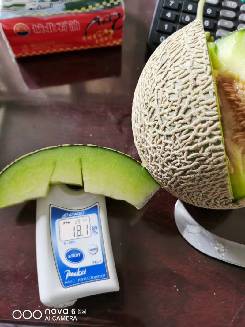 网纹瓜海阳批发