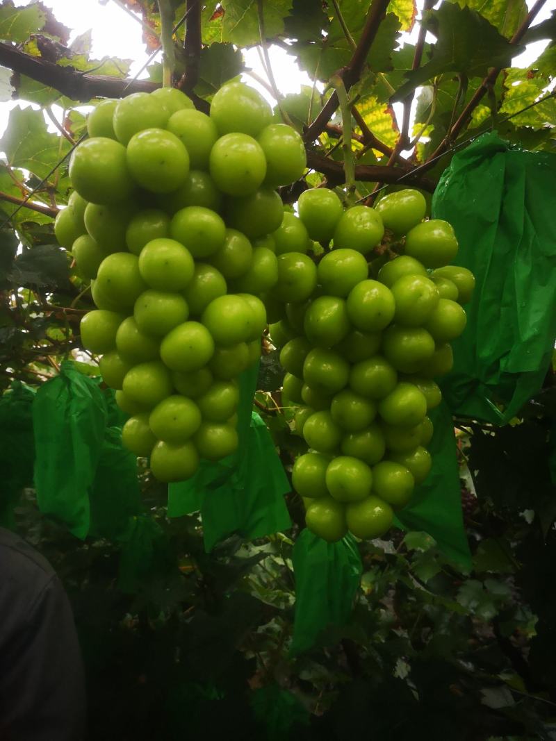 阳光玫瑰葡萄