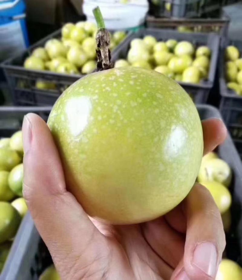 大量供应广西桂林黄金百香果，又香又甜，多汁，营养美味