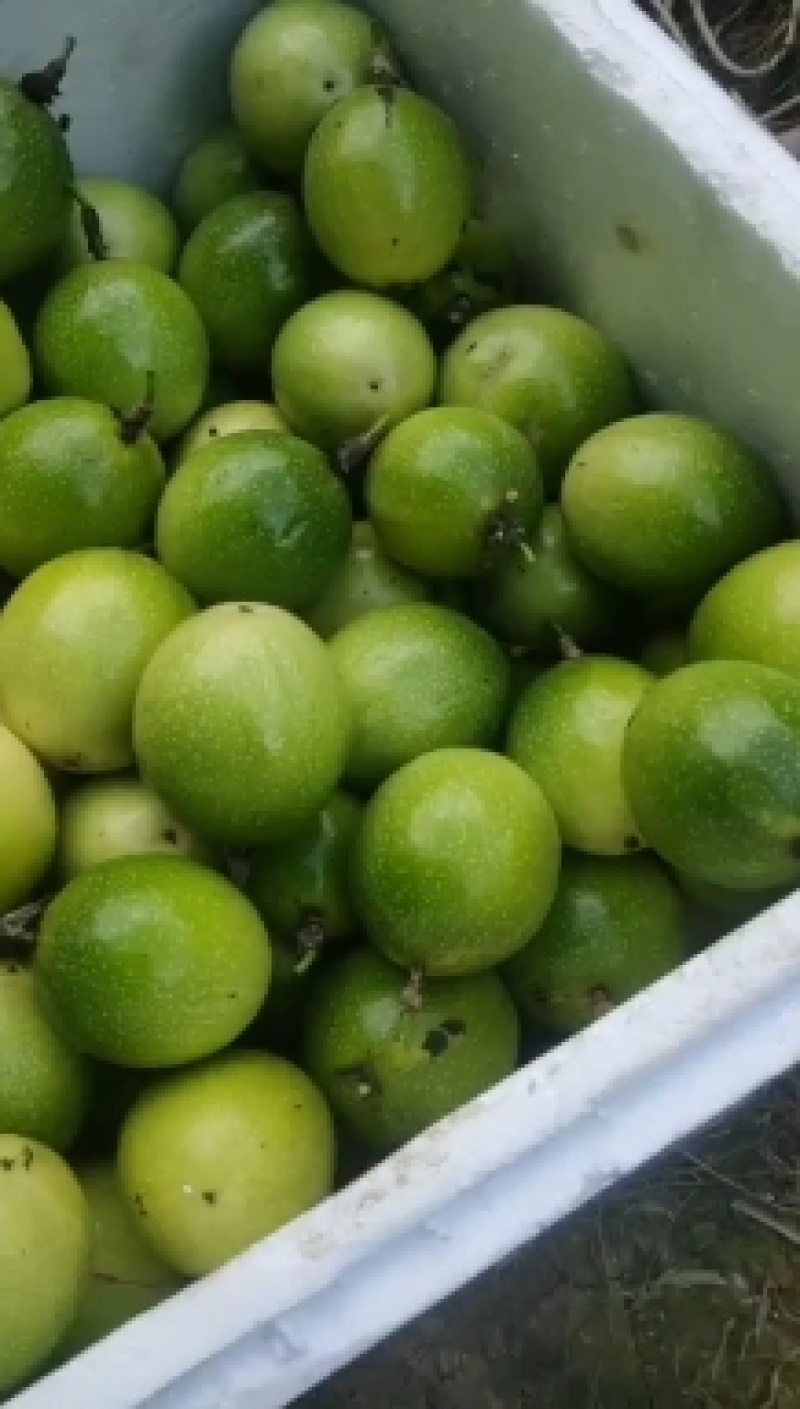 大量供应广西桂林黄金百香果，又香又甜，多汁，营养美味