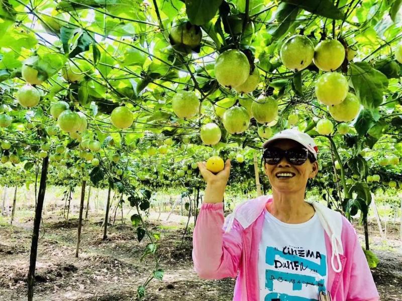 大量供应广西桂林黄金百香果，又香又甜，多汁，营养美味
