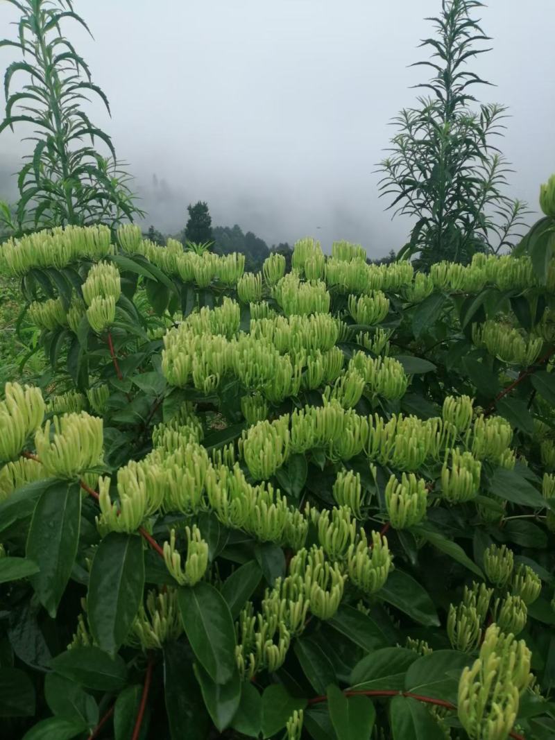 山银花苗