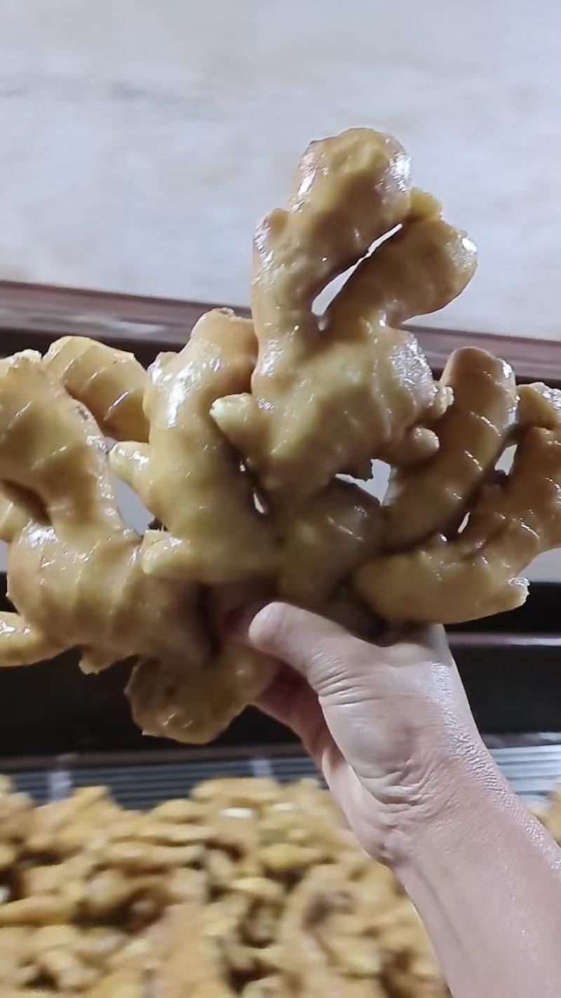 山东生姜产地行情老姜鲜姜块大辣味足产地直销全国发