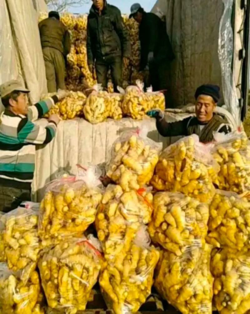 山东生姜产地行情老姜鲜姜块大辣味足产地直销全国发
