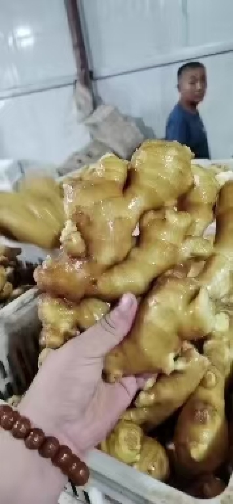 山东生姜产地行情老姜鲜姜块大辣味足产地直销全国发