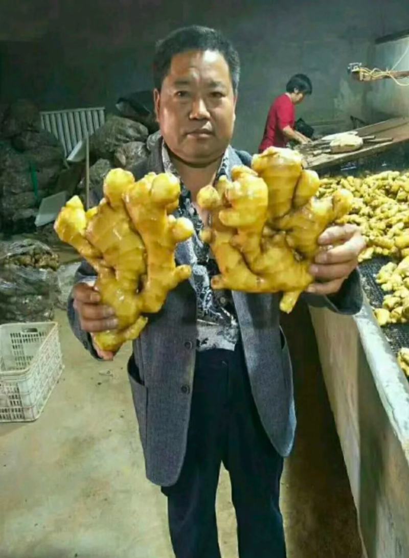 山东生姜产地行情老姜鲜姜块大辣味足产地直销全国发