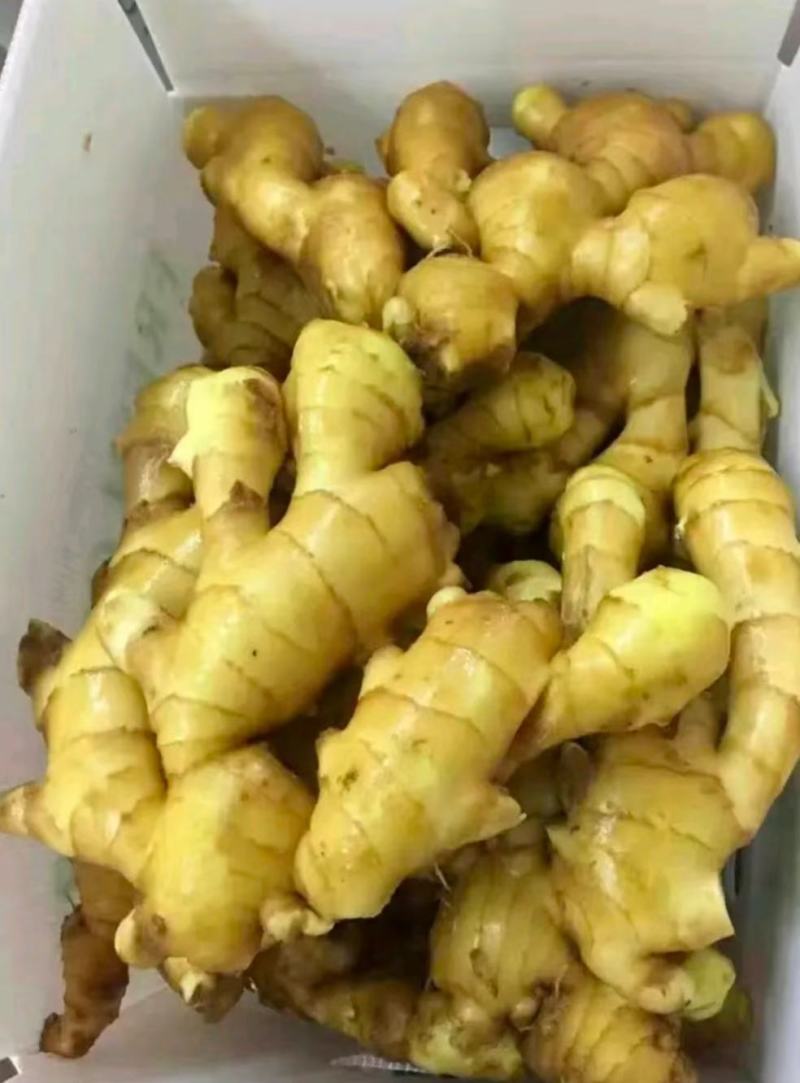 山东生姜产地行情老姜鲜姜块大辣味足产地直销全国发