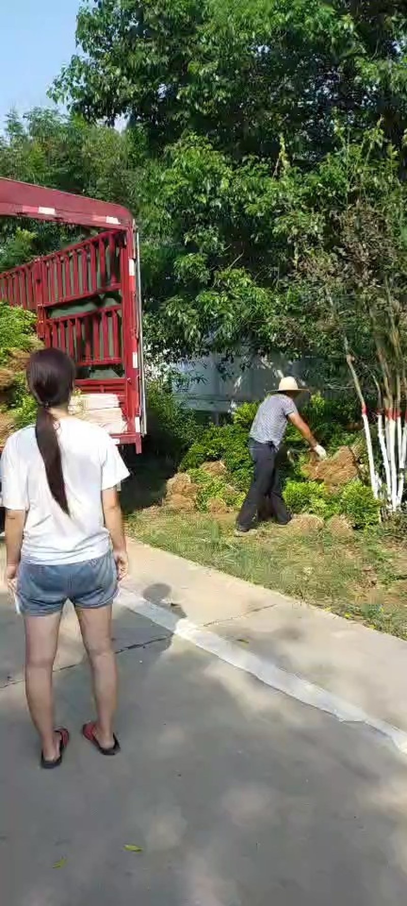 黄杨，小叶黄杨一年生，二年生，潢川基地直销。