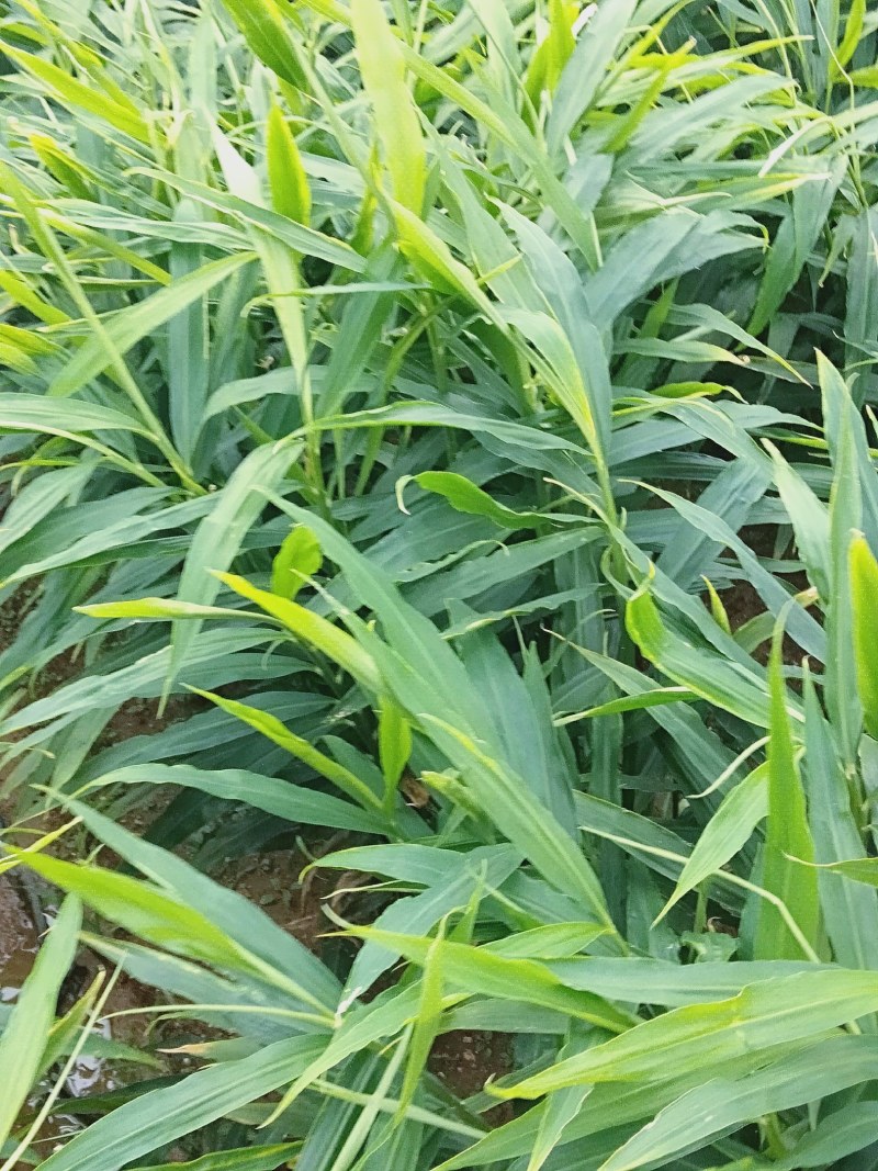 大姜