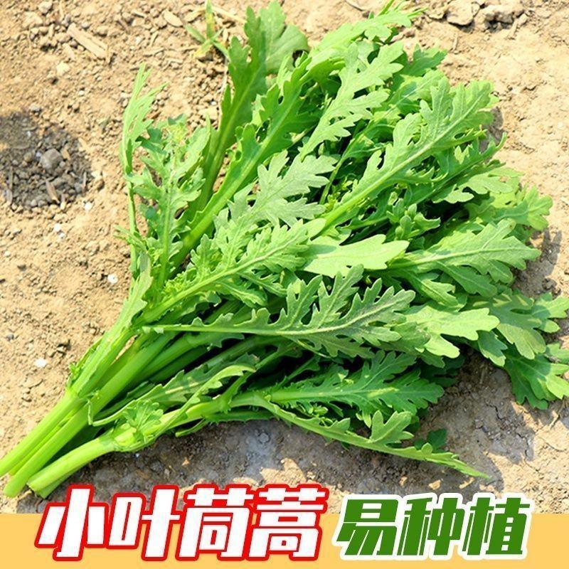小叶茼蒿种子肉厚色深绿味香浓鲜美商品性优抗病强产量高