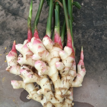 生姜，菜姜，种姜，泥姜