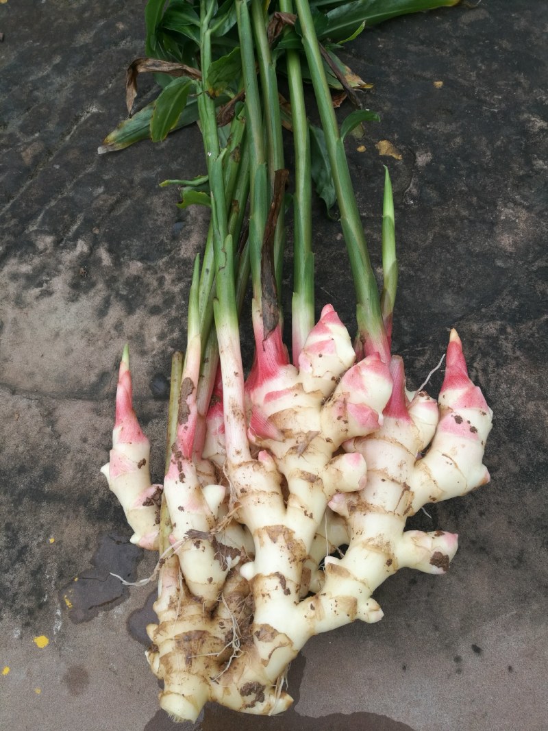 生姜，菜姜，种姜，泥姜