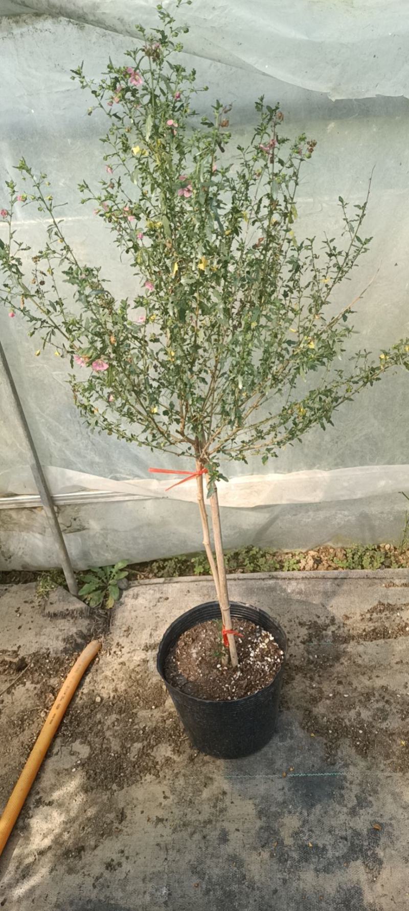 【精选】四季开花多花型小木槿树桩盆栽店长推荐