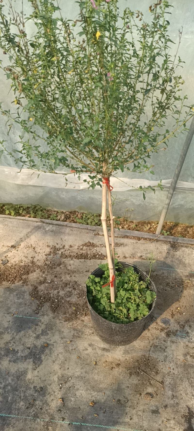【精选】四季开花多花型小木槿树桩盆栽店长推荐