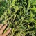 脆蜜金柑苗脆蜜金橘，正品假一赔十，果价高，提供免费种植