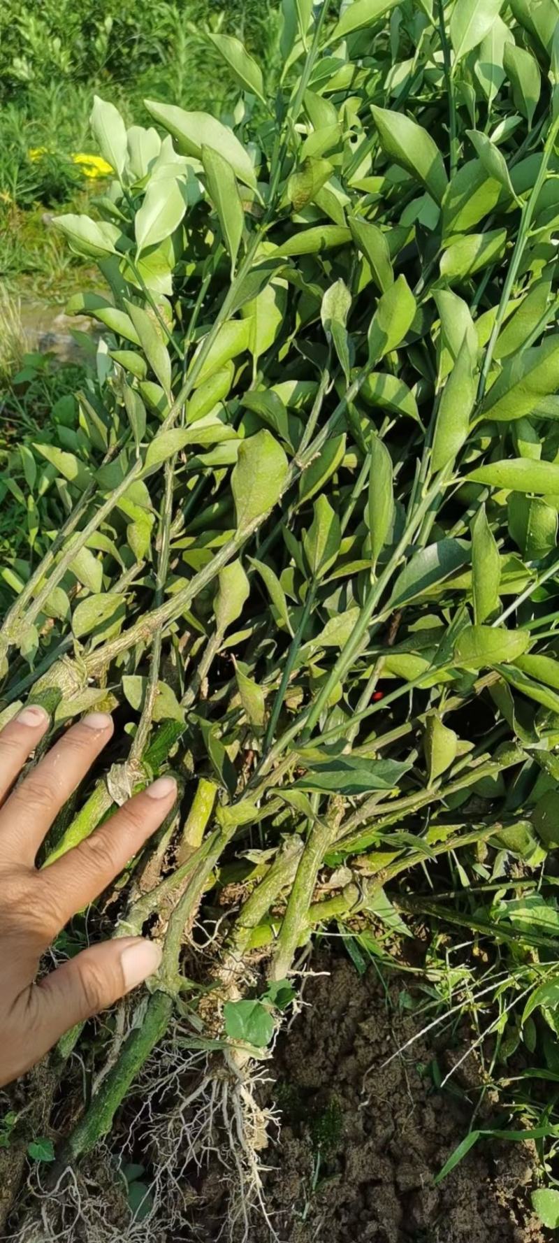 脆蜜金柑苗脆蜜金橘，正品假一赔十，果价高，提供免费种植