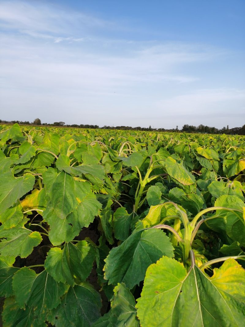 葵花杆