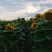 葵花杆