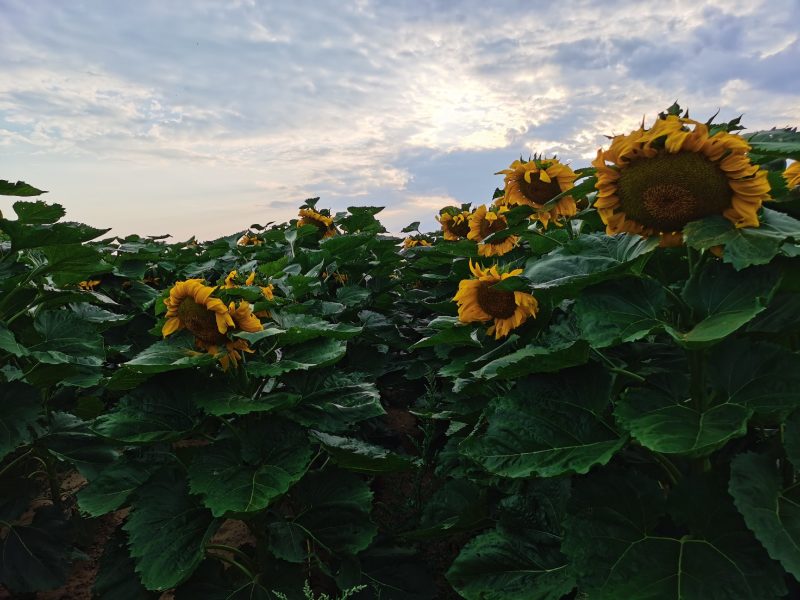 葵花杆