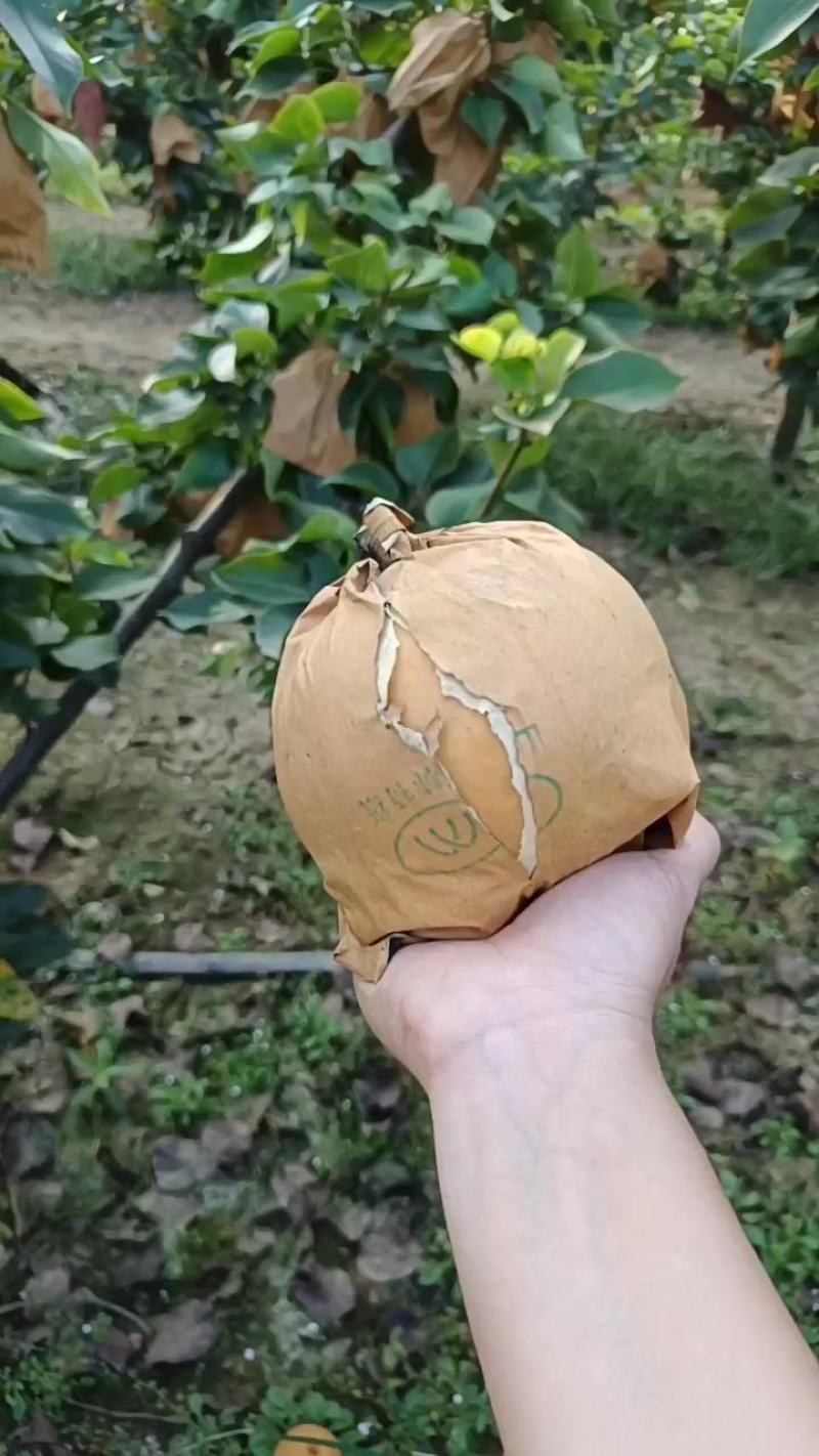 晚秋黄梨