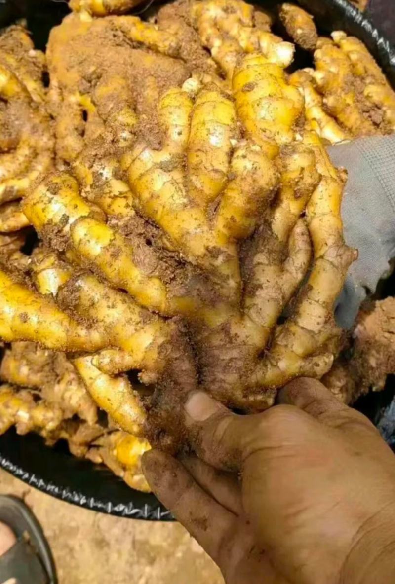 山东精品小黄姜价格行情电商货商超社区团购量大从优
