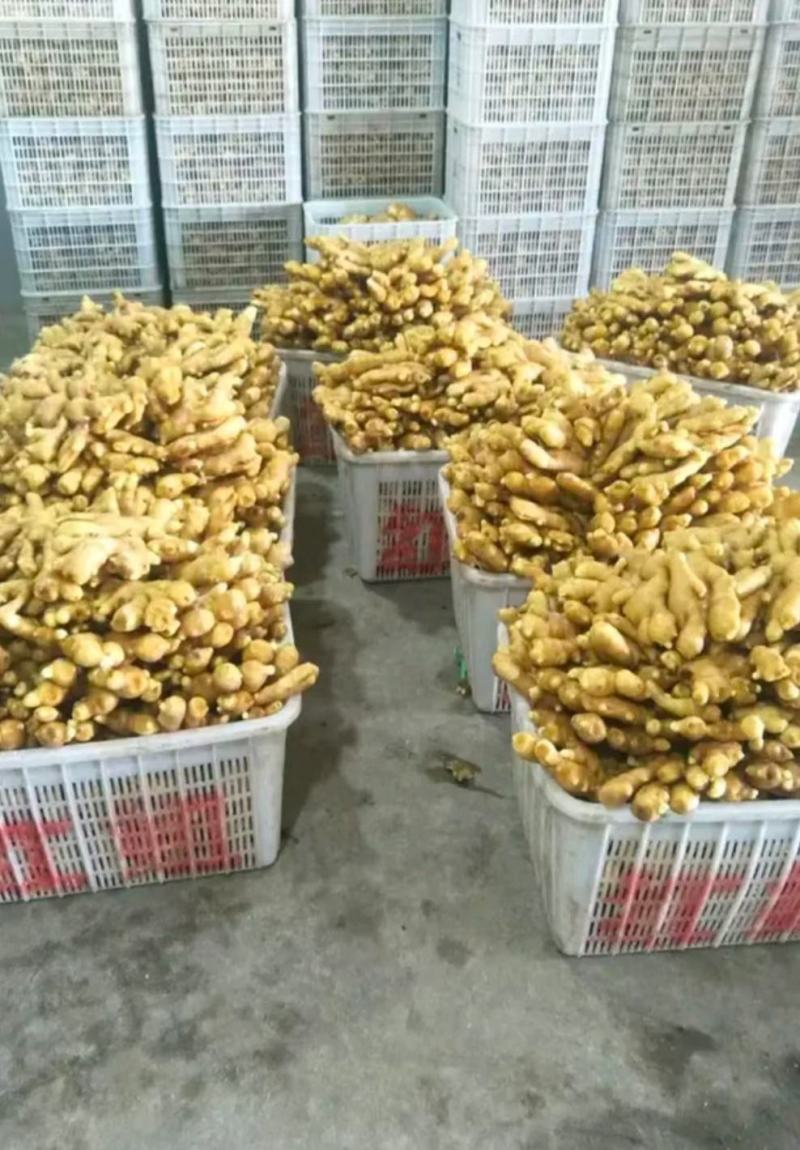 山东精品小黄姜价格行情电商货商超社区团购量大从优