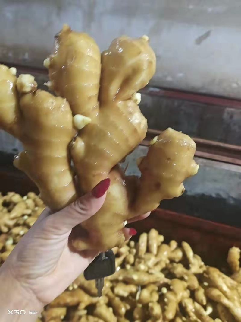山东精品小黄姜价格行情电商货商超社区团购量大从优