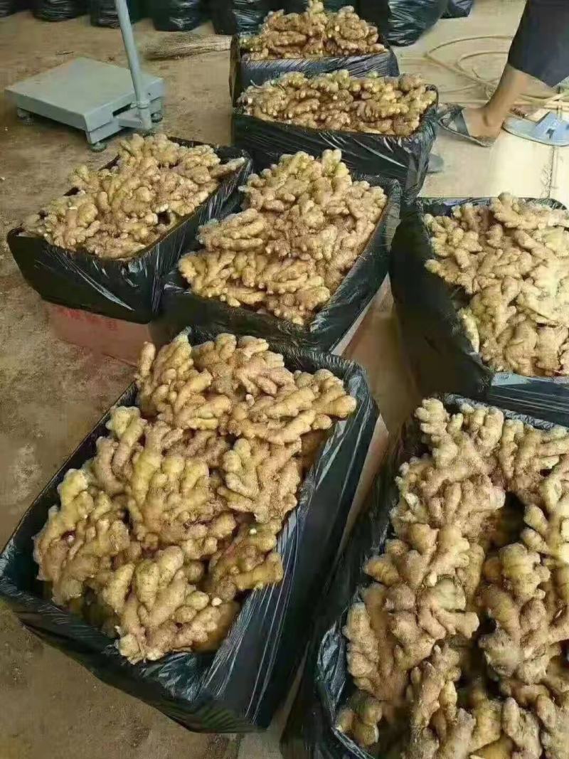 山东精品小黄姜价格行情电商货商超社区团购量大从优