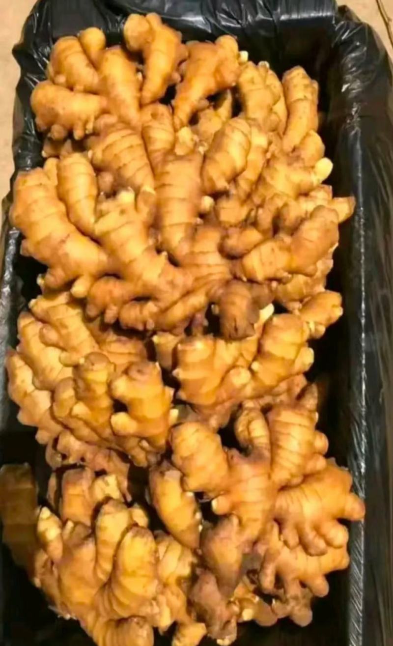 山东精品小黄姜价格行情电商货商超社区团购量大从优