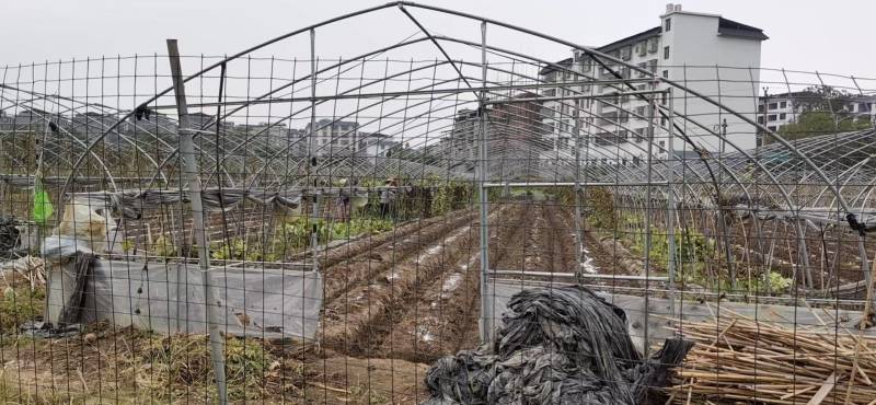 草莓大棚基地出租出售热镀锌，大棚转让