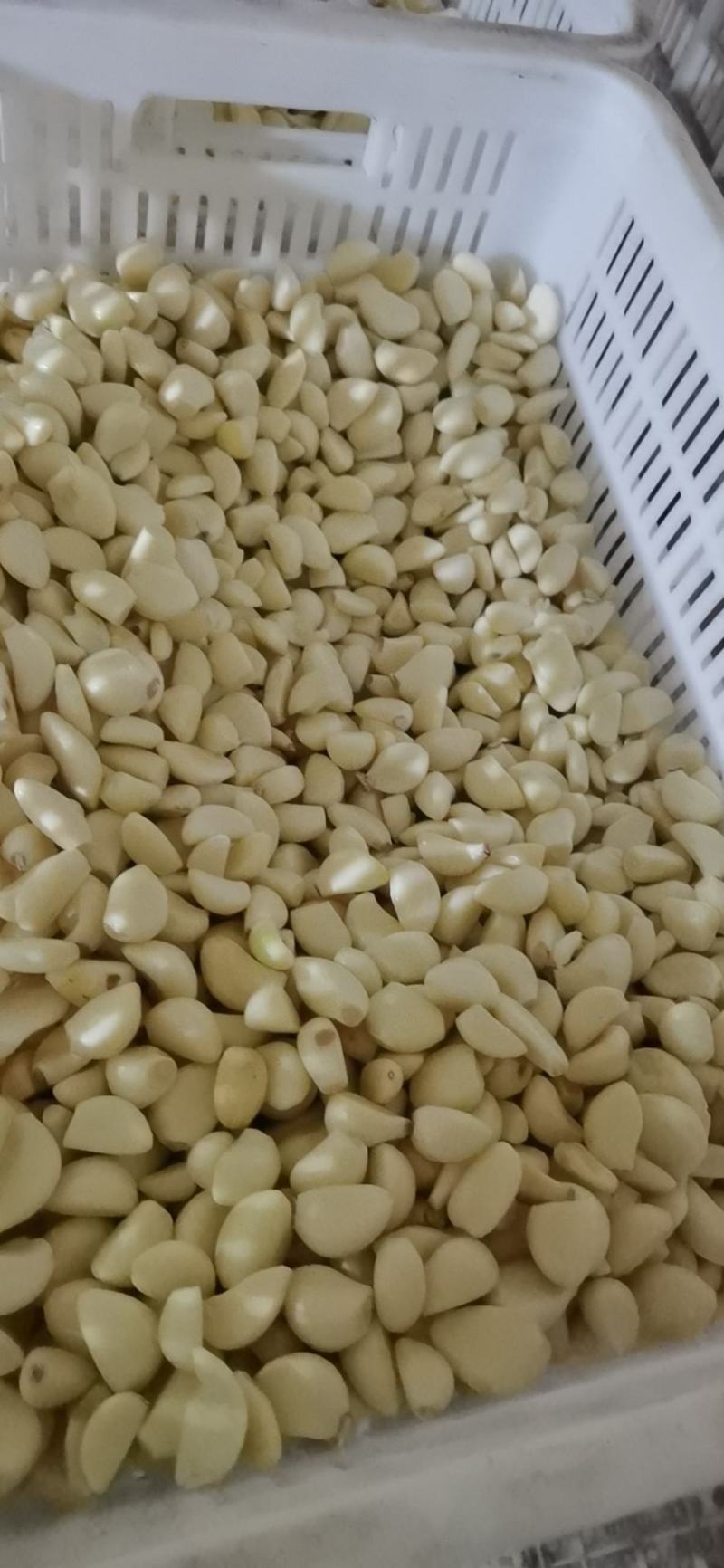 精品机打冷库无芽优质蒜米二次复捡保证源头发货