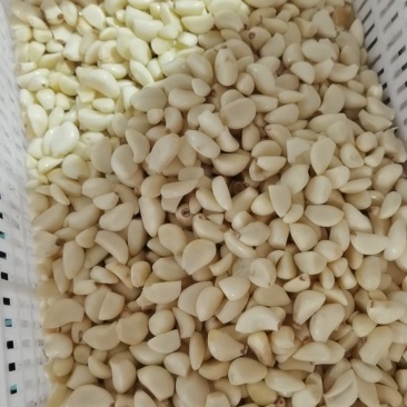 精品机打冷库无芽优质蒜米二次复捡保证源头发货