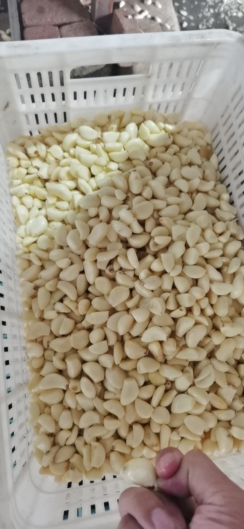 精品机打冷库无芽优质蒜米二次复捡保证源头发货
