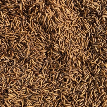 黑水虻微波烘干干虫喂鱼喂鸡喂鸭子