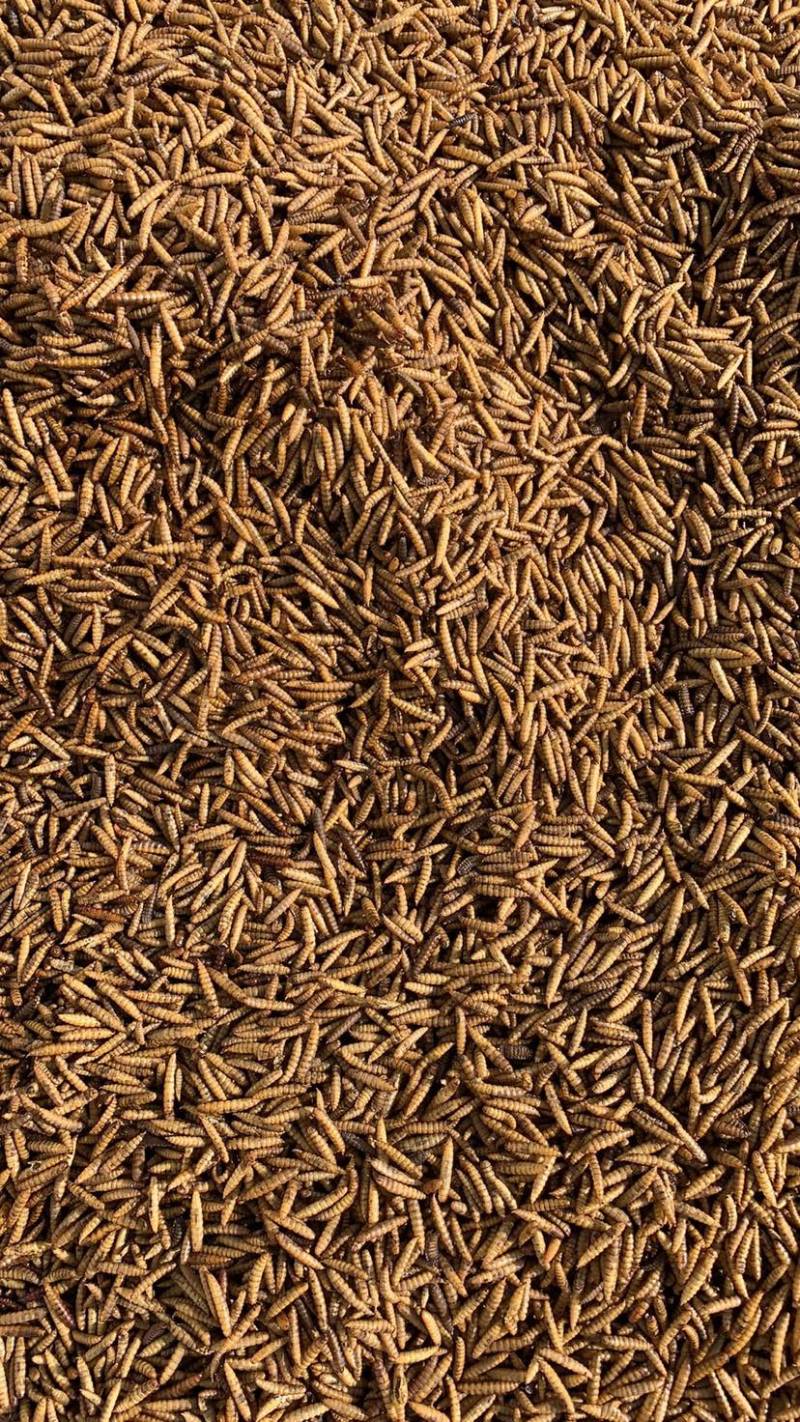 黑水虻微波烘干干虫喂鱼喂鸡喂鸭子